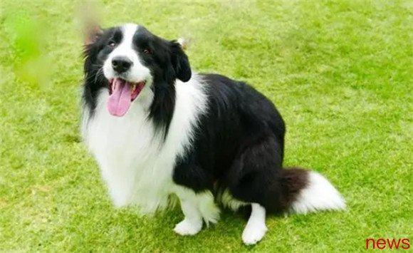 How much do you know about the top 50 famous dogs?
