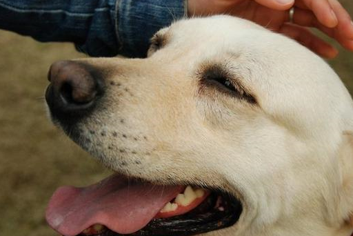 After reading these 8 benefits of raising a dog, I believe you will be willing to become a dog slave