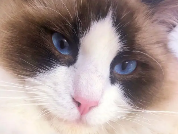 A must-have guide for cat owners: a list of top ten popular cat breeds