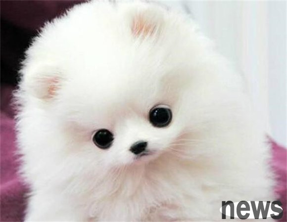 Teddy stands aside! Revealing the seven most popular celebrity pet dog breeds in the world!