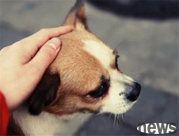 If a dog has these symptoms, it means it is very lonely!