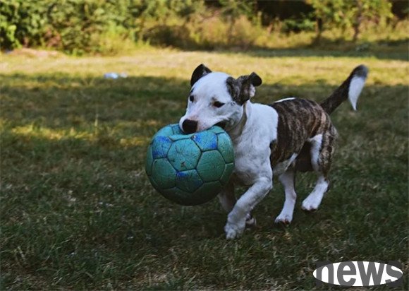 A must-see for beginners raising dogs! Avoid these 8 major misunderstandings and make your pet life more enjoyable!