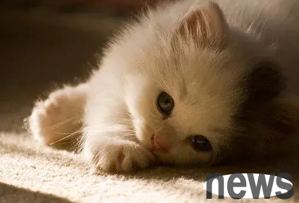 Must read on cat raising │Easy to identify cat health status