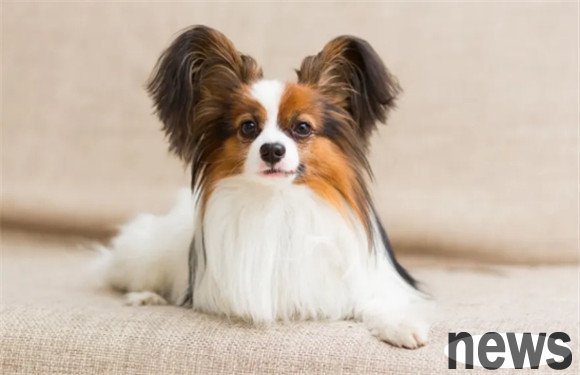 A complete list of dog breeds you should know: Super small dog
