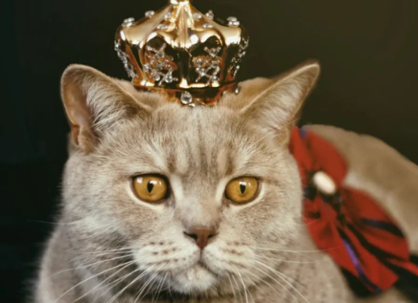 Cat Raising Chapter - Take a look at what cats are in the UK? Do you know?