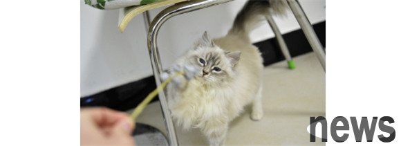 Common terminal illnesses in cats, cures for megacolons