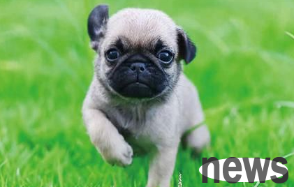 Dog raising can promote cardiac metabolic health for retired U.S. military