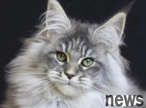 A large list of cat breeds suitable for families and children