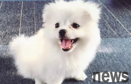 Dogs have these characteristics, they are here to 