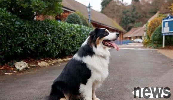 Dogs have these symptoms, most of them are sick, so don’t realize it later