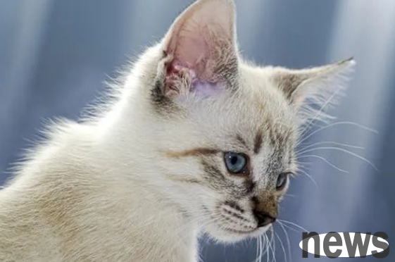 Can cats be shave in summer? Can shaving cool down?