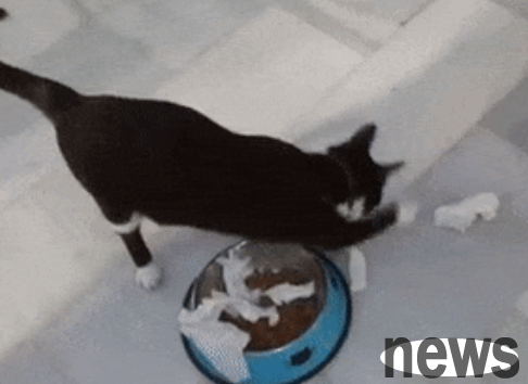 Why do cats bury shit next to food? Do you really think you are eating shit?