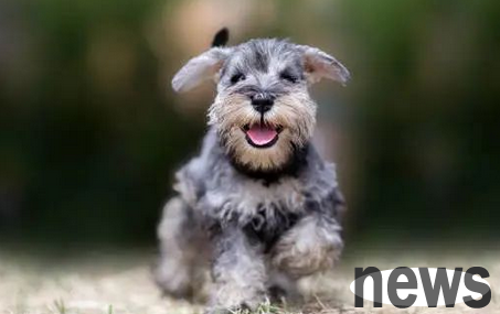 6 most clingy dogs, are your dog on the list?