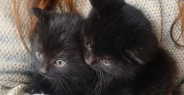 There are two black cats in the domestic market, but there are two different personalities, such as when playing a cat fun!