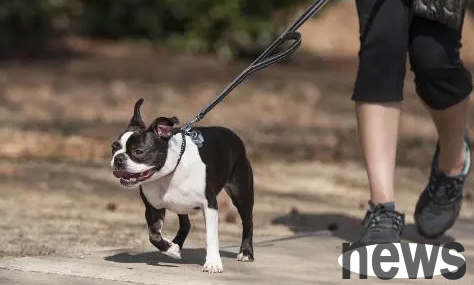 It is illegal to walk the dog without a leash! What are the precautions for raising dogs in a civilized way? Let’s take a look