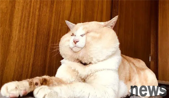 The big-faced cat has a big round face, and looks like a bear from a distance. Netizens laughed and said: Is there a bun on his neck?