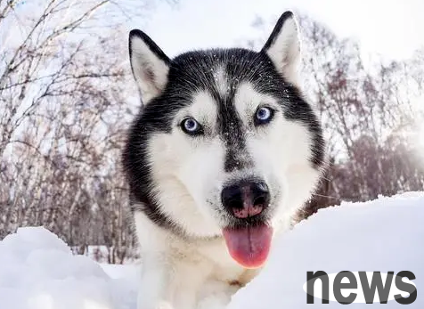 The dog that was once loved is now 