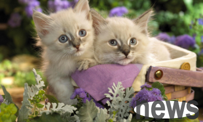 What to do if the initial symptoms of cat ringworm is transmitted