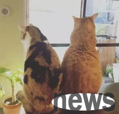 What should I do if an old cat growls at a new cat?