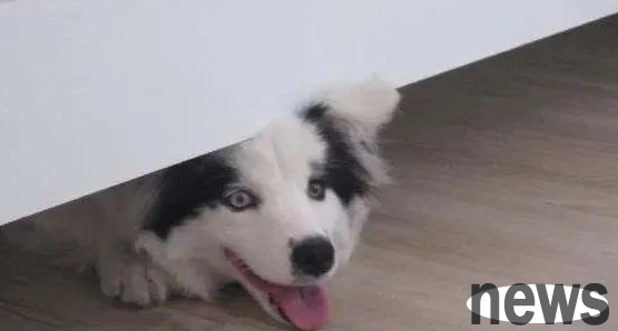 If a dog is 