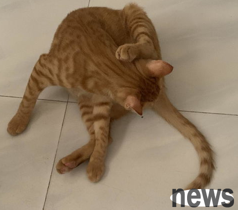 What medicine should a cat take if it catches a cold?