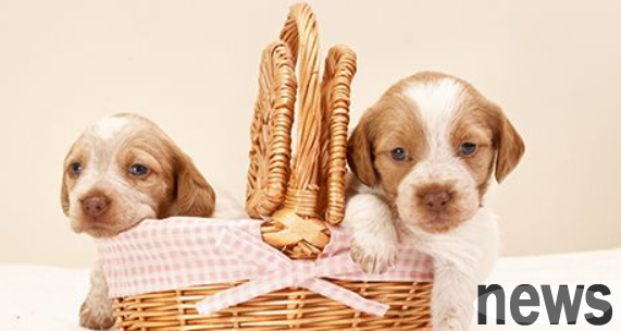Pay attention to environmental sanitation when raising dogs! How to bathe different types of dogs!