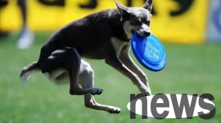 What should I do if the dog refuses to return the owner to the frisbee