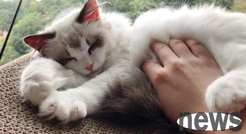 Why do cats do if they step on breasts? Why do cats step on breasts?