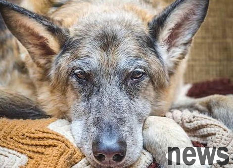 What should I do if my dog ​​is beaten and incontinent?