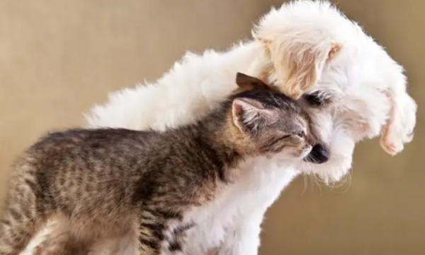 What should I do if a cat is afraid of a dog at home?