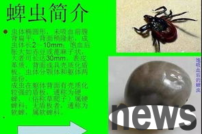 What to do if there are ticks on dogs? How to remove it?