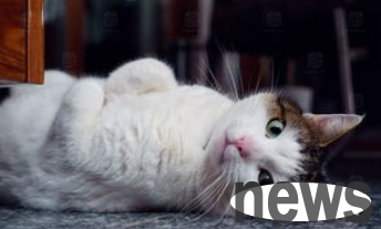About the kitten s daily movements ~