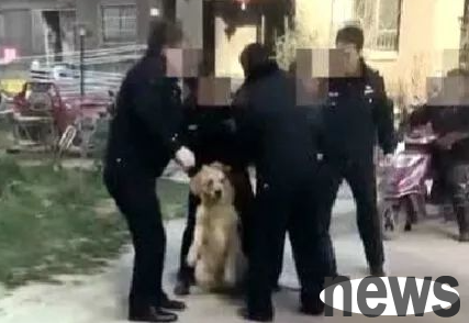 What should I do if a dog is caught without a dog certificate? Can the dog be brought back if it is caught by the police?