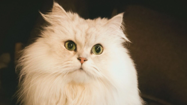 What is the reason why the kitten vomits? Specifically...