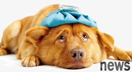 What should I do if a puppy spits out yellow liquid? What medicine should dogs take if they vomit yellow water, foam, mucus?