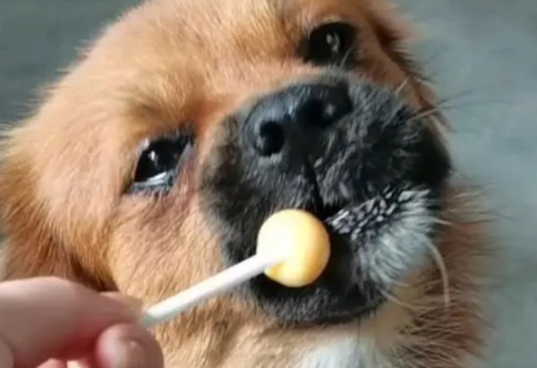 What should I do if my dog ​​eats candy?