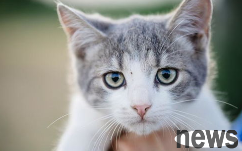 How to understand the inner state of a cat? Interpret what the cat wants to express!