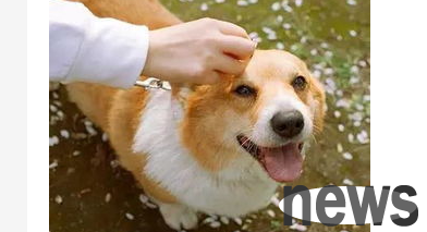 If you want to love pets to be beautiful and healthy, you must pay attention to 4 care parts in your daily life!