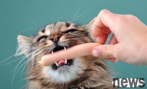 How to correct the habit of cats biting their fingers? Teach you a few tricks to correct cats’ bad habits
