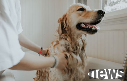What are the tips and precautions for bathing pet dogs? Come and have a look