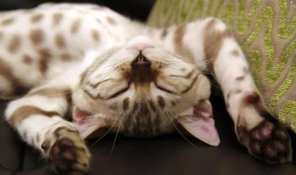 How to change cats’ habits of night travel? Correct cats’ night travel symptoms!