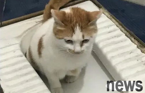 How to help kittens excrete?