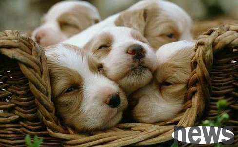 What should dogs eat after childbirth? Pay attention to your dog’s diet after giving birth!