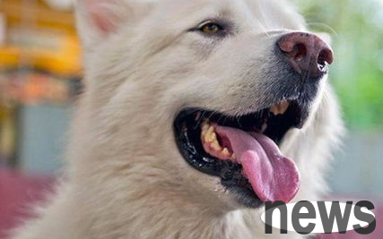 What should I do if my gums are red and ulcerated in my pet dog? Come and have a look