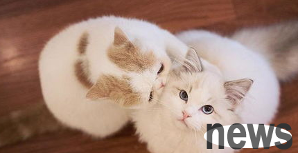 Cleverly train your cat, a must-see for raising cats!