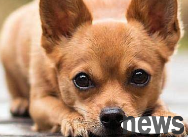 Will dog tears affect health?