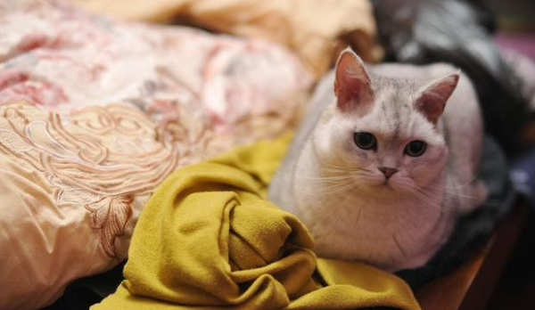 Knowledge of the physiological structure of cat skin, what are the little secrets hidden in the cat s body?