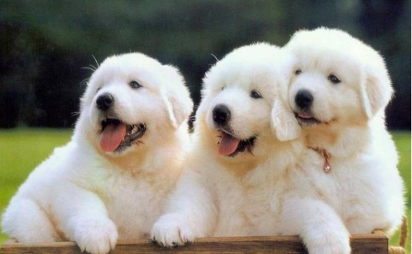 What causes mite disease in dogs?