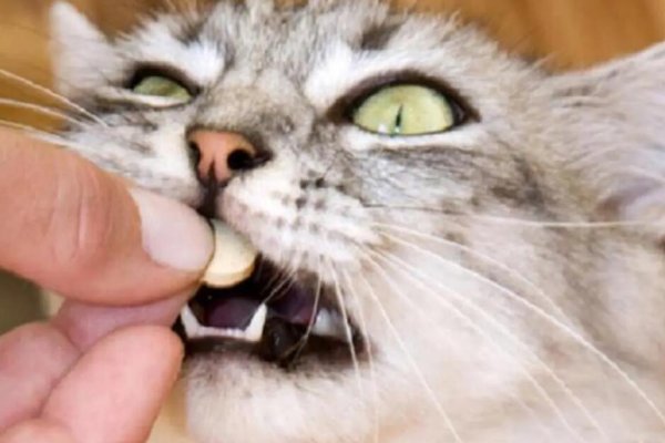 How to feed cats safely? Common ways to feed medicine