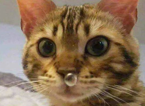What to do if a kitten catches a cold? How to prevent and treat
